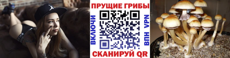Галлюциногенные грибы Magic Shrooms  Верхотурье 